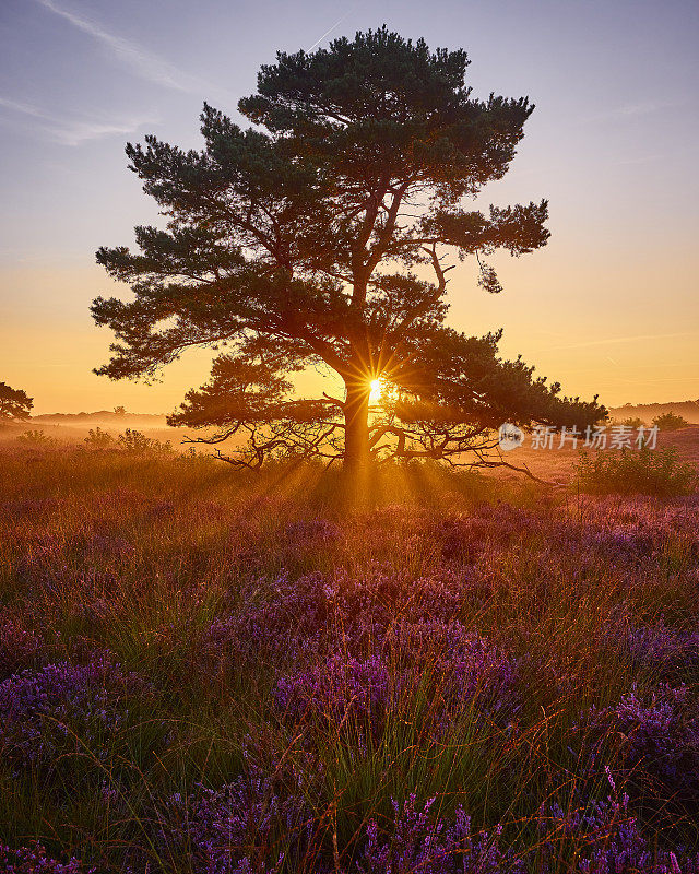 Veluwe Zuiderheide公园石南地里的一棵树，荷兰。荷兰